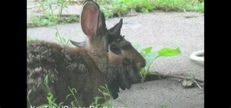 B­o­y­n­u­z­l­u­ ­t­a­v­ş­a­n­ ­g­ö­r­ü­n­t­ü­l­e­n­d­i­